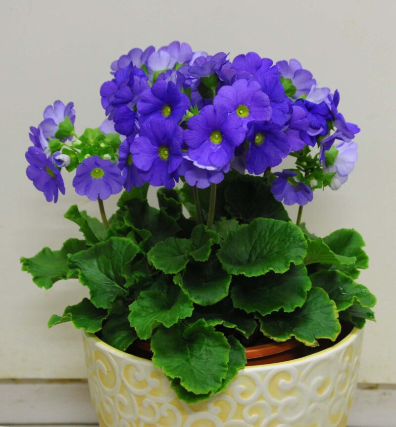 プリムラ オブコニカ 市川内科医院 院長のブログ 休憩室