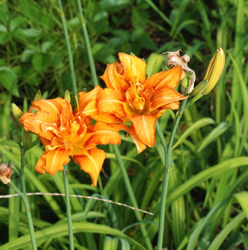 ヤブカンゾウの花 市川内科医院 院長のブログ 休憩室