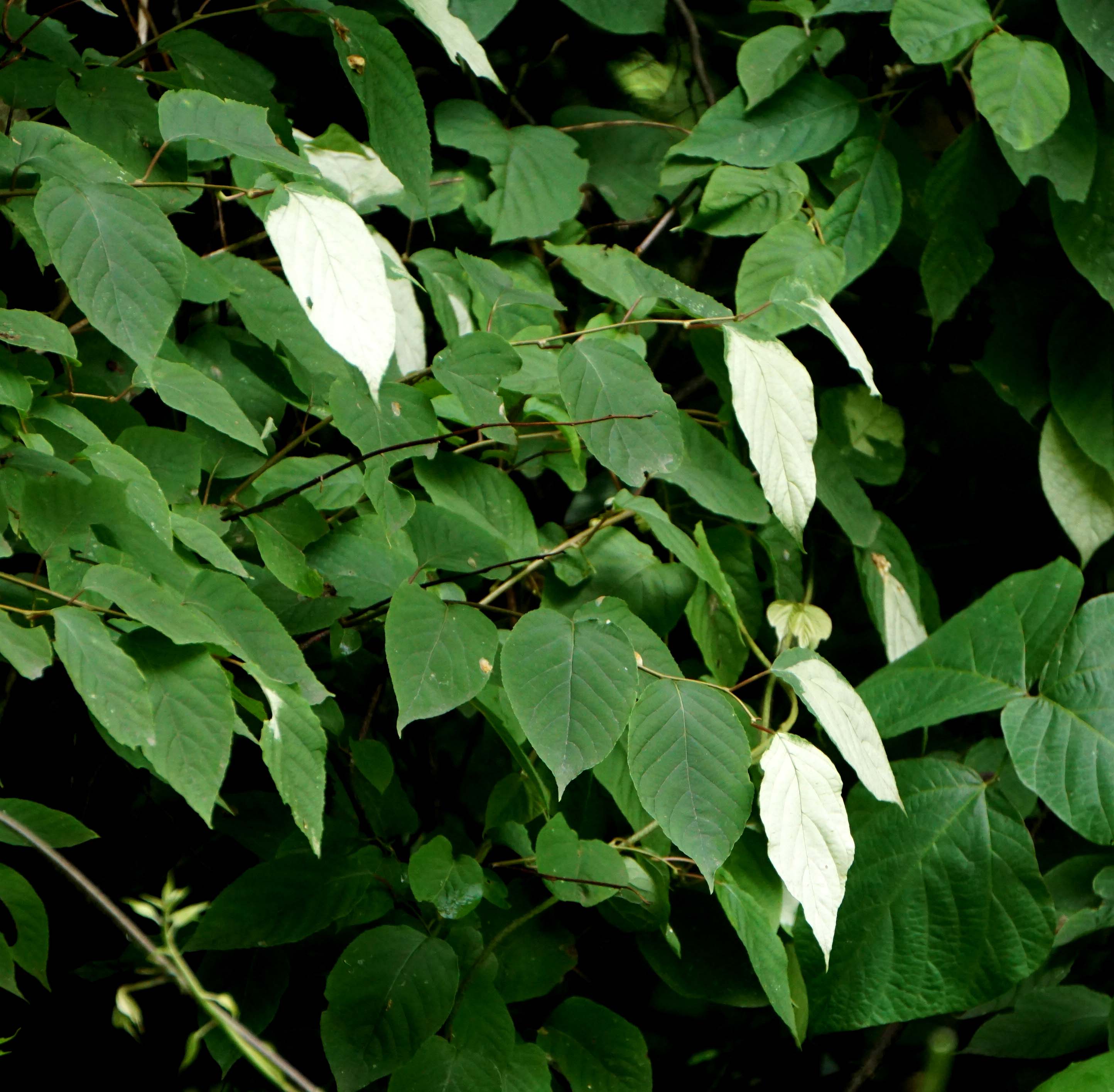 マタタビの葉はなぜ白くなる 市川内科医院 院長のブログ 休憩室