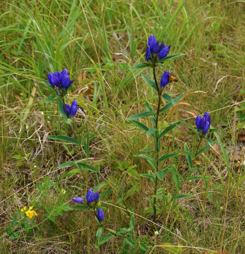 エゾリンドウ 市川内科医院 院長のブログ 休憩室