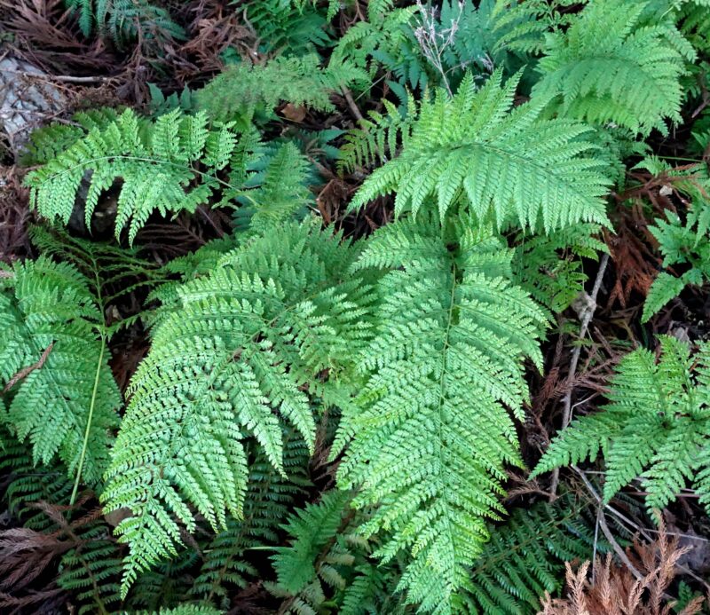 シダ植物 市川内科医院 院長のブログ 休憩室