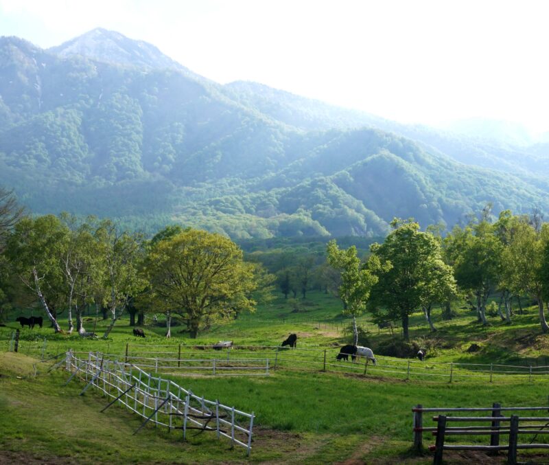 午後の笹ヶ峰牧場 市川内科医院 院長のブログ 休憩室
