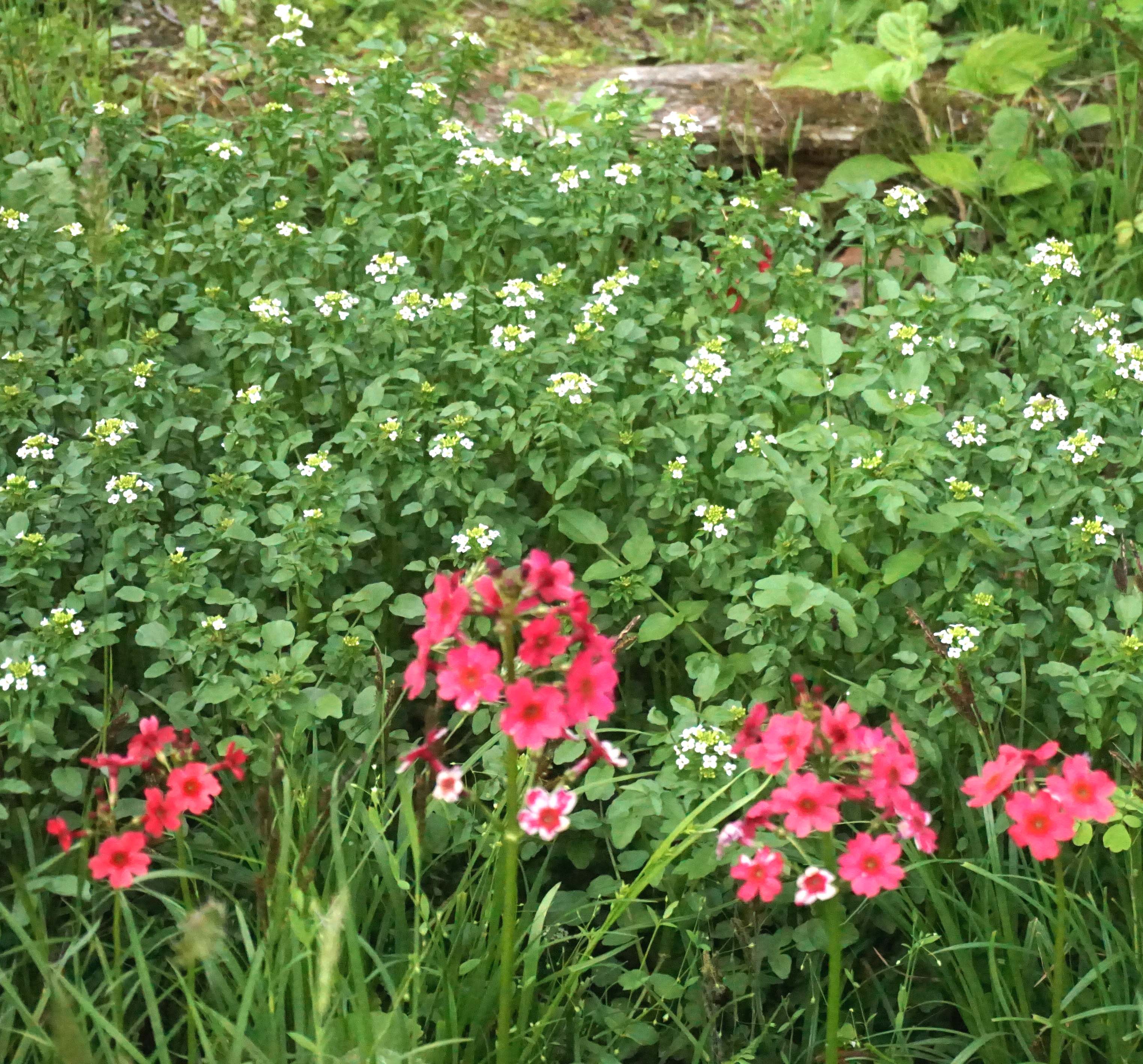 クリンソウ 赤い花 とクレソン 白い花 市川内科医院 院長のブログ 休憩室