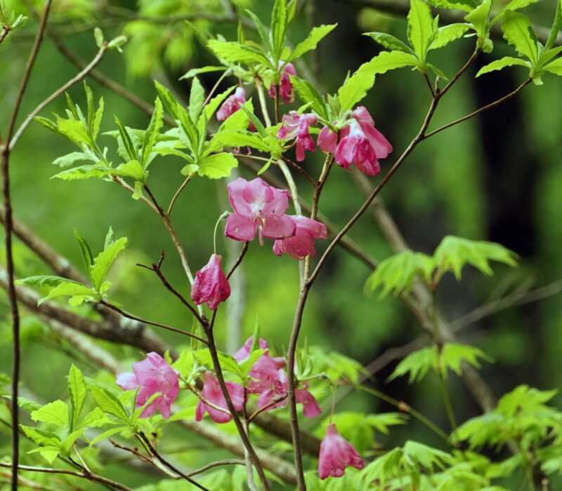 ムラサキヤシオツツジ 市川内科医院 院長のブログ 休憩室