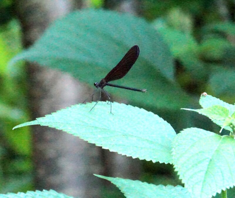 ハグロトンボ 市川内科医院 院長のブログ 休憩室