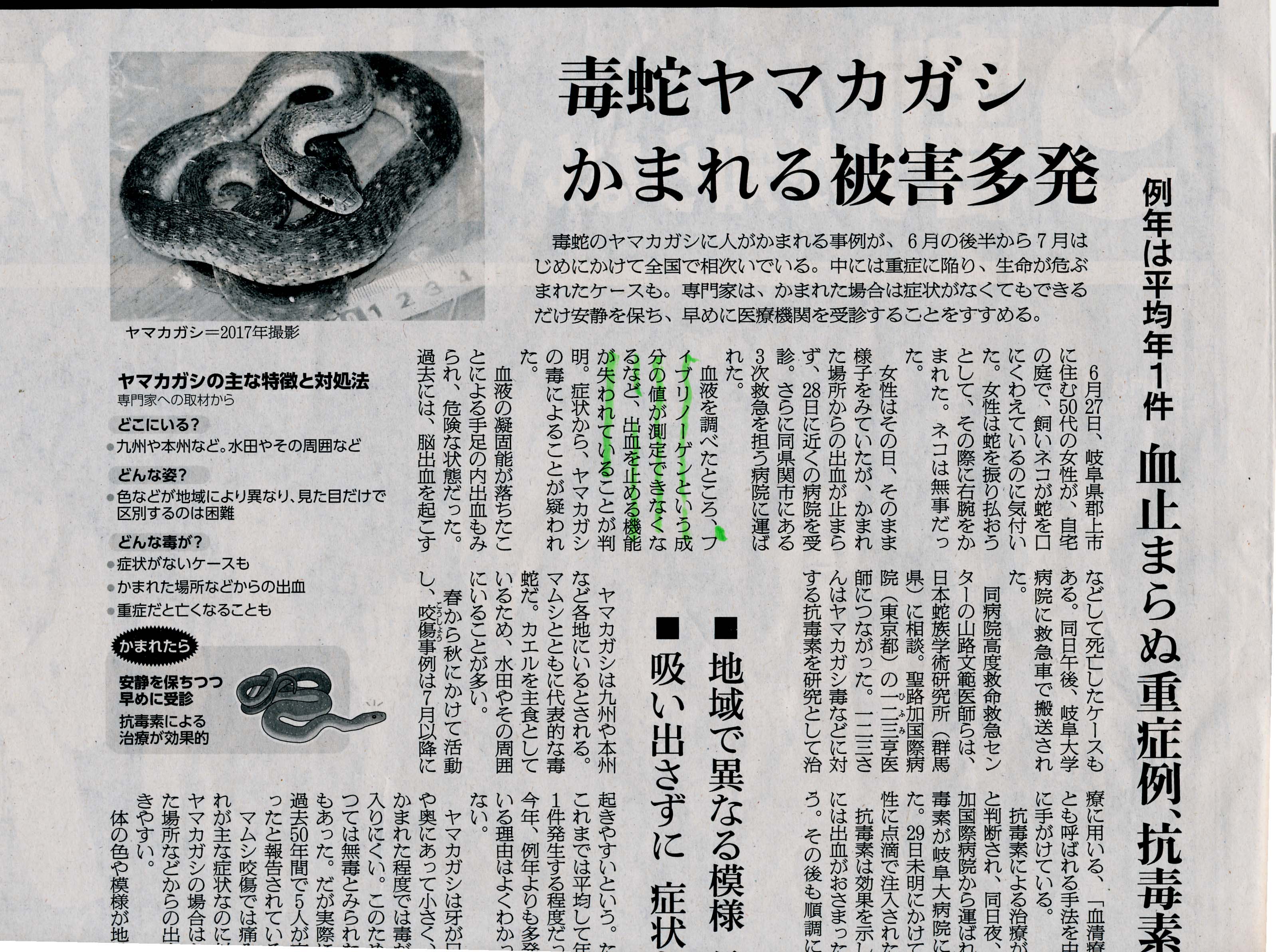 ヤマカガシ 噛ま れ たら